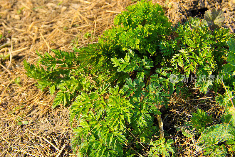 绿毒芹斑叶植物(Conium Maculatum)